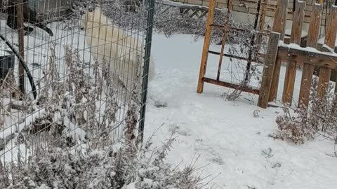 Husky and Lab having fun in snow