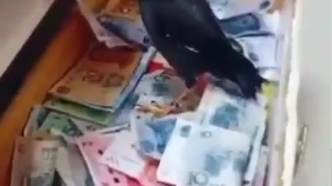 bird brings money to the owner