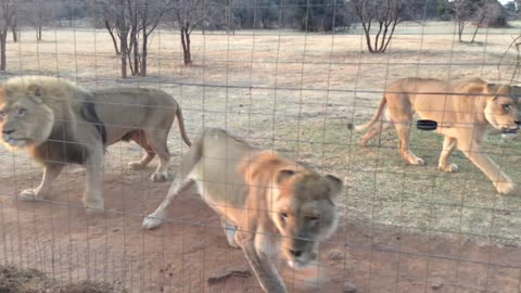 Hungry lions getting meat. AFRICA