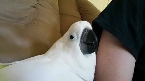 Adorable Onni Cockatoo Reacts to the Tree Service