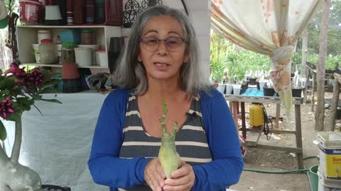 Como Recuperar Rosa do Deserto com Caudex Murcho