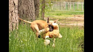 Silly puppy teaches her stuffed animal to swim