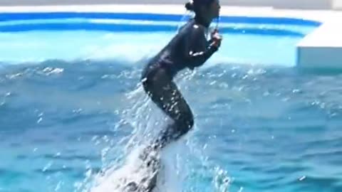Dolphin funny video