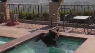 Vídeo: urso foge do calor em piscina residencial na Califórnia