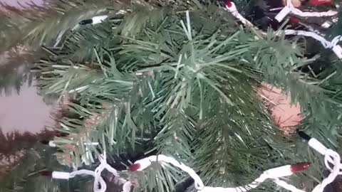 Now its the gray kitten playing in the xmas tree