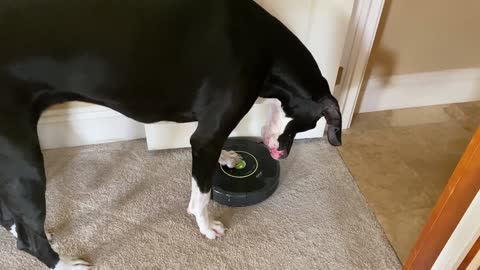 Great Dane Learns How To Turn On Robot Vaccum