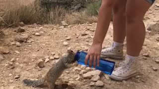 Squirrel drinks from woman's canister at Grand Canyon