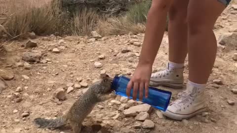 Squirrel drinks from woman's canister at Grand Canyon