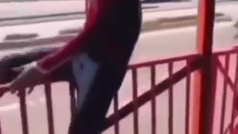 Real life spiderman against a bus