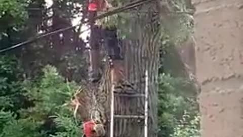 Petrified of cutting tree gone wrong(Cute Video)