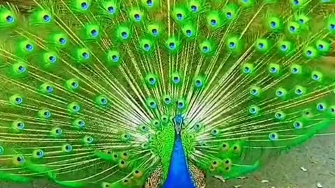 Most beautiful Peacock 😍