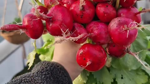 The initial harvest of radishes in the polytunnel is looking promising!