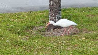 White Ibis | Florida 2.8.24