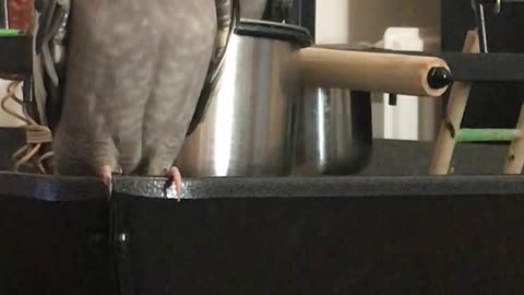 Cockatiel singing and dancing before a big scare!