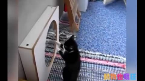 Adorable Cats in Funny Moments