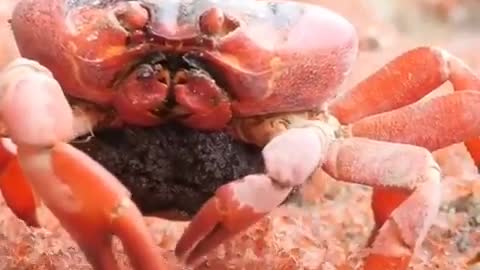 An amazing sight! A huge red crab stopped to feast on small, newly born crabs 🦀