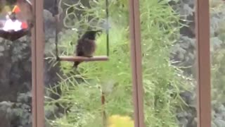 Hummingbird Relaxes On Swing During Storm