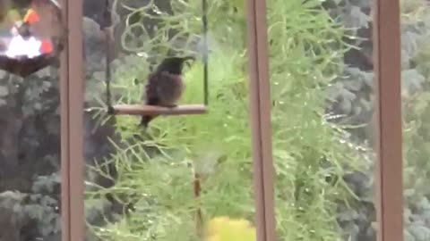 Hummingbird Relaxes On Swing During Storm