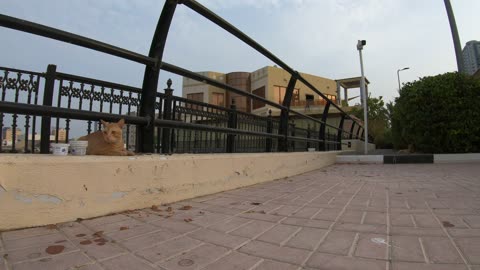 ED SHEERAN - Homeless cat in Ras Al Khaimah, UAE #cat #cats #EdSheeran #emirates #rak #ae #UAE #food