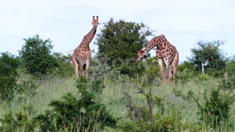 Giraffes in the savanna of South Africa. Couple of beautiful giraffes eating leaves from a tree
