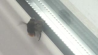 Mating Bees
