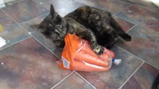 Cat protects me from evil bag of carrots