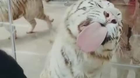 Best Funny Animal Videos of the year