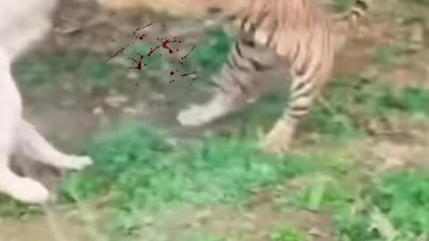 lion vs tiger