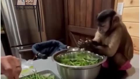 Monkey fanny video