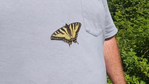 Butterfly Crawling On Me🦋🦋🦋