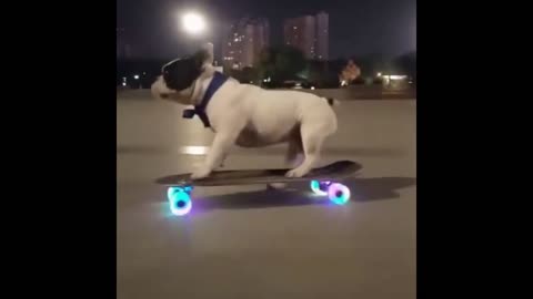 Bulldog On Skateboard Inspiration