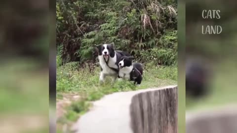 Dog saves small puppy