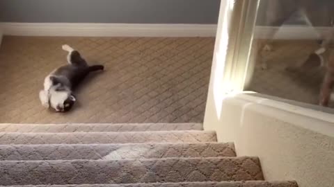 Puppies vs Stairs: Pups Figure Out The Stairs | The Dodo