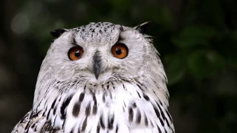 owl