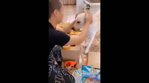 FUNNY DOGS VIDEOS U WILL LAUGH AT ALL THE DOGS VIDEOS