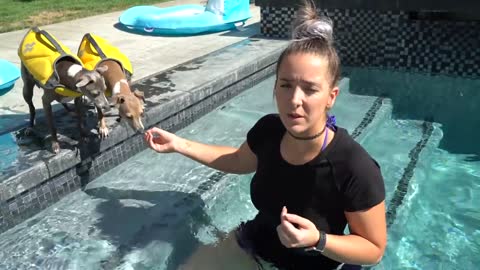 Teaching My Dogs How To Swim