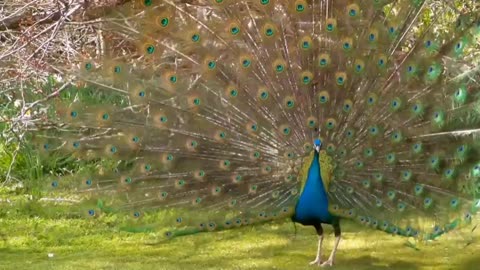 Beautiful peacock dance | rumble video