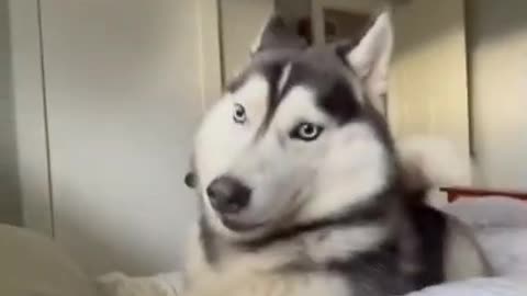 Mornings with Husky Tik Tok video | Funny and cute dog | Viral Tik Tok video