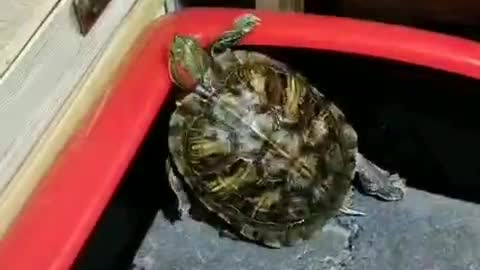 Mr. turtle failed to escape