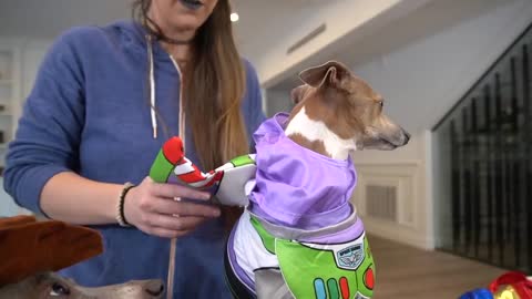 Dogs on Halloween Costumes