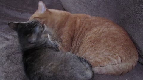 Brother and sister cats grooming each other