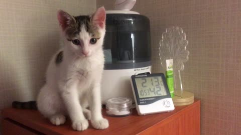 Cat sitting next to humidifier