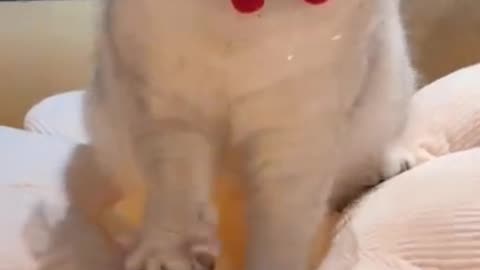 OMG Cute Cats Videos