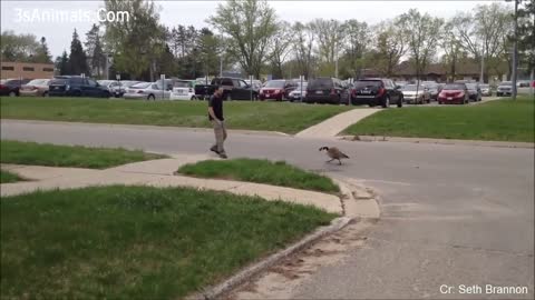 Funny Different Animals Chasing People