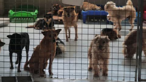 Sad dogs in shelter behind fence waiting to be rescued and adopted to new home