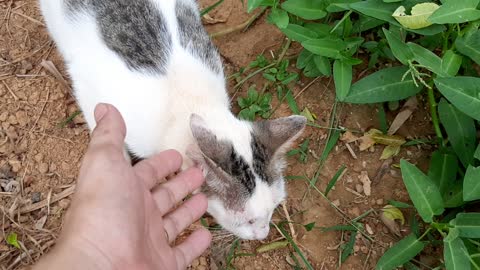 Go gardening with a white cat