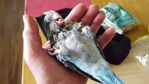 Baby Quaker Parrot Handraised
