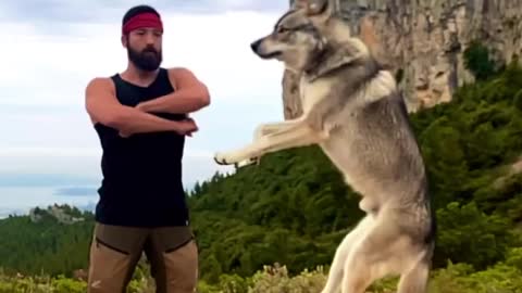 Wolf Funny Videos #shorts