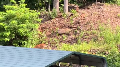 🦌 Deer and fawn 🦌 Lady and Scamp eat breakfast and get some exercise NW NC