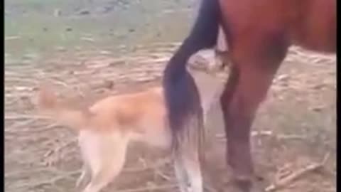 Solid kick of Horse given to Idiot Dog